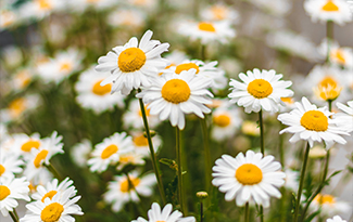 daisys outside