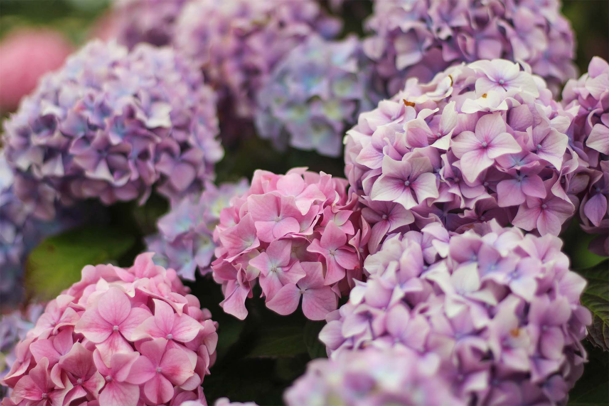 flowers in the garden