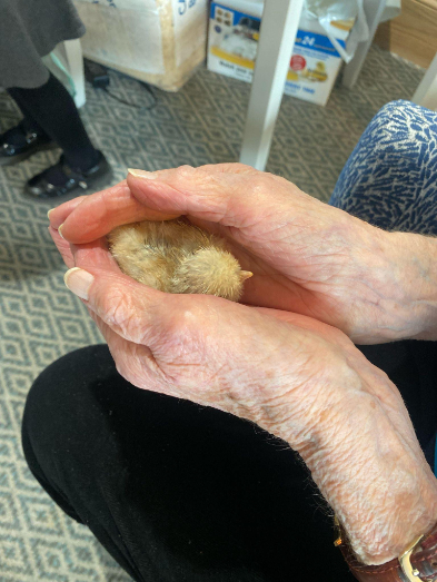 chick in residents hand
