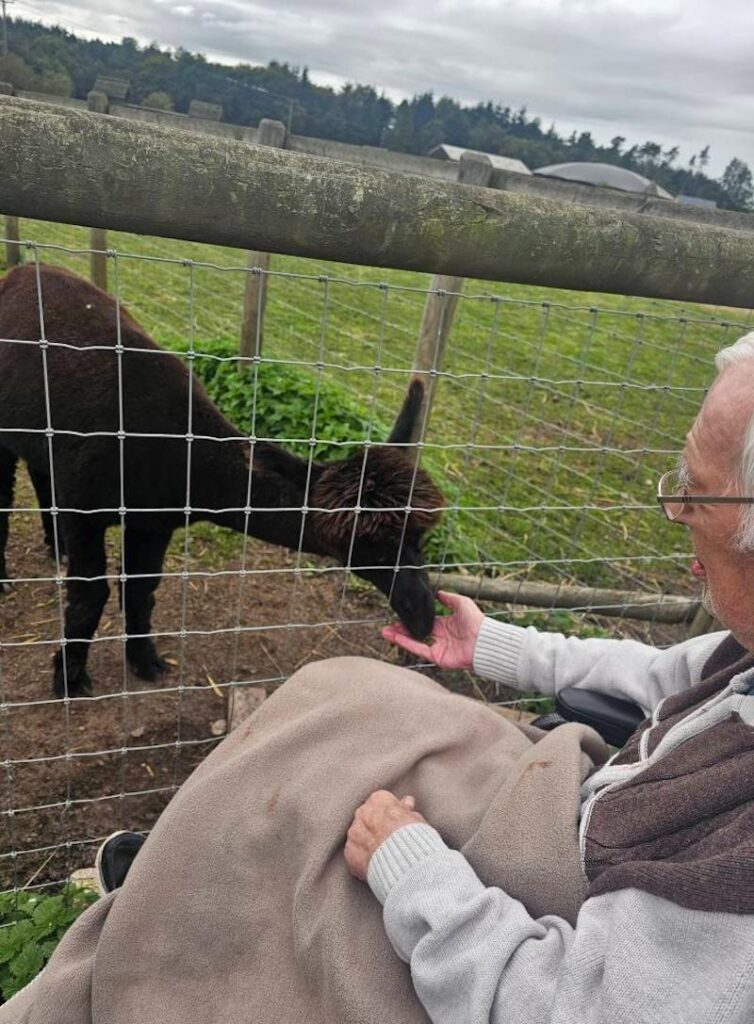 male resident with a blanket on his lap feeding an alpaca