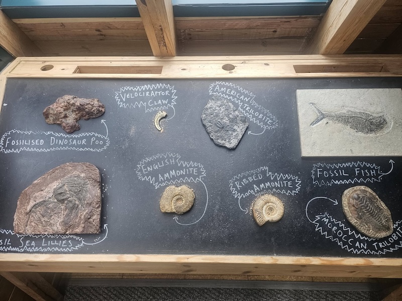 fossils on display at museum